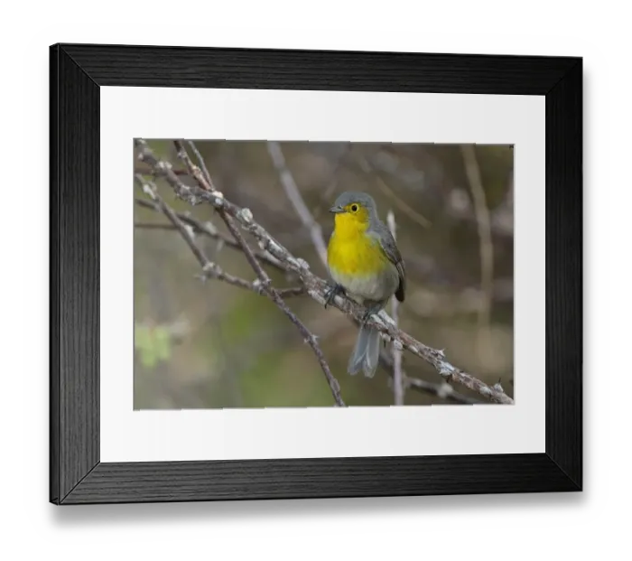 Framed Print : Oriente Warbler (Teretistris fornsi) adult, perched on twig, Cayo Coco, Jardines del Rey, Ciego de Avila Province Framed Print : Oriente Warbler (Teretistris fornsi) adult, perched on twig, Cayo Coco, Jardines del Rey, Ciego de Avila Province