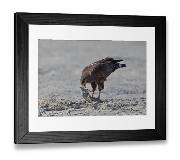 Framed Print : Cuban Black Hawk (Buteogallus gundlachii) adult, feeding on crab prey, standing on mudflats, Zapata Peninsula