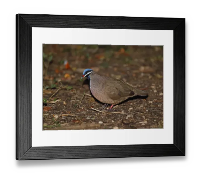 Framed Print : Blue-headed Quail-dove (Starnoenas cyanocephala) adult, walking on forest floor, Zapata Peninsula, Matanzas Province Framed Print : Blue-headed Quail-dove (Starnoenas cyanocephala) adult, walking on forest floor, Zapata Peninsula, Matanzas Province