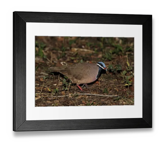 Framed Print : Blue-headed Quail-dove (Starnoenas cyanocephala) adult, walking on forest floor, Zapata Peninsula, Matanzas Province Framed Print : Blue-headed Quail-dove (Starnoenas cyanocephala) adult, walking on forest floor, Zapata Peninsula, Matanzas Province
