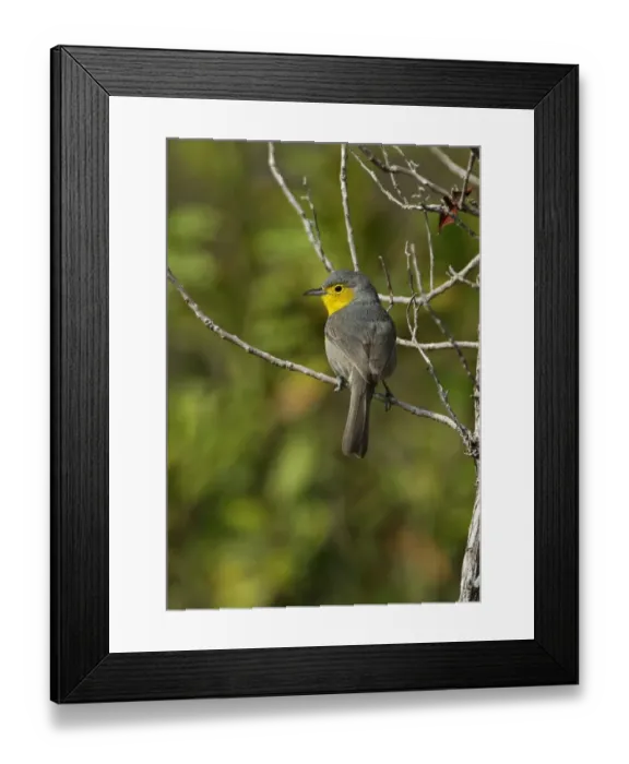 Framed Print : Oriente Warbler (Teretistris fornsi) adult, perched on twig, Cayo Coco, Jardines del Rey, Ciego de Avila Province Framed Print : Oriente Warbler (Teretistris fornsi) adult, perched on twig, Cayo Coco, Jardines del Rey, Ciego de Avila Province