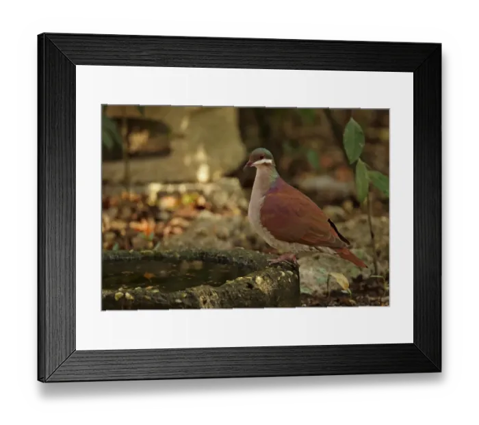 Framed Print : Key West Quail-dove (Geotrygon chrysia) adult, drinking, Cayo Coco, Jardines del Rey, Ciego de Avila Province, Cuba Framed Print : Key West Quail-dove (Geotrygon chrysia) adult, drinking, Cayo Coco, Jardines del Rey, Ciego de Avila Province, Cuba
