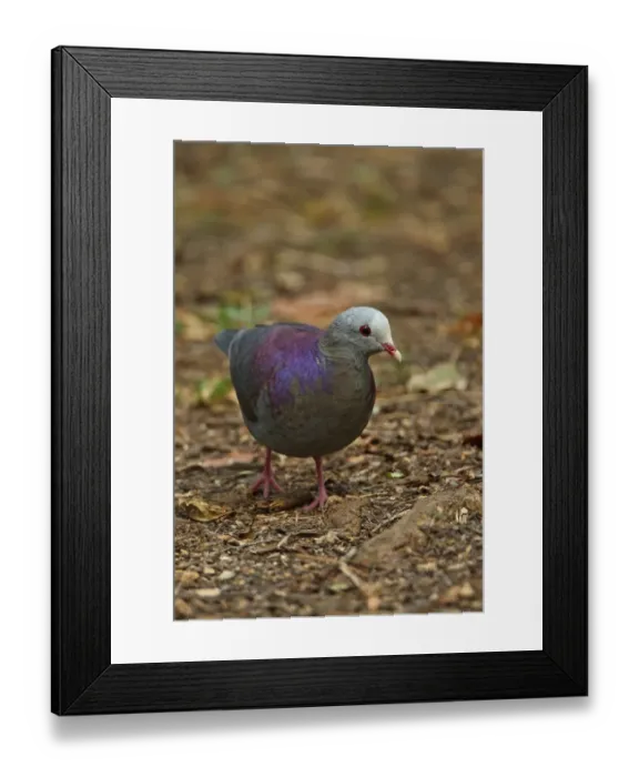 Framed Print : Grey-fronted Quail-dove (Geotrygon caniceps) adult, walking on forest floor, Zapata Peninsula, Matanzas Province, Cuba Framed Print : Grey-fronted Quail-dove (Geotrygon caniceps) adult, walking on forest floor, Zapata Peninsula, Matanzas Province, Cuba