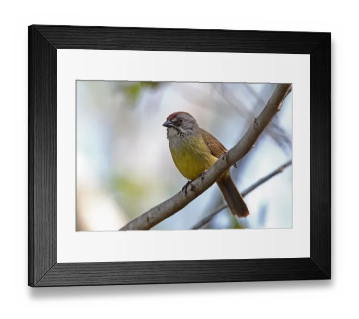Framed Print : Zapata Sparrow (Torreornis inexpectata inexpectata) adult, perched on branch, Zapata Peninsula, Matanzas Province Framed Print : Zapata Sparrow (Torreornis inexpectata inexpectata) adult, perched on branch, Zapata Peninsula, Matanzas Province