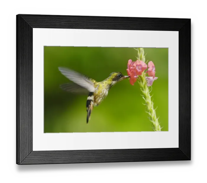 Framed Print : Black-crested Coquette (Lophornis helenae) adult female, in flight, feeding at Porterweed (Stachytarpheta sp. ) flower Framed Print : Black-crested Coquette (Lophornis helenae) adult female, in flight, feeding at Porterweed (Stachytarpheta sp. ) flower