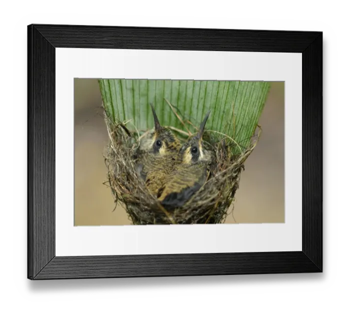 Framed Print : Long-billed Hermit (Phaethornis longirostris) two chicks, sitting on nest suspended under palm frond in primary
