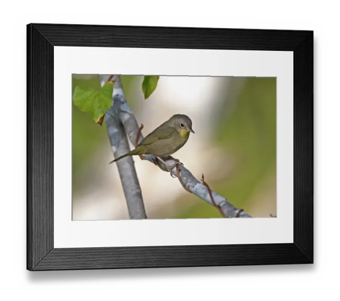 Framed Print : Yellow-headed Warbler (Teretistris fernandinae) adult female, perched on branch, Zapata Peninsula, Matanzas Province Framed Print : Yellow-headed Warbler (Teretistris fernandinae) adult female, perched on branch, Zapata Peninsula, Matanzas Province
