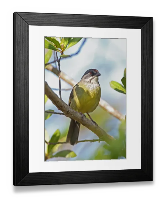 Framed Print : Zapata Sparrow (Torreornis inexpectata inexpectata) adult, perched on branch, Zapata Peninsula, Matanzas Province Framed Print : Zapata Sparrow (Torreornis inexpectata inexpectata) adult, perched on branch, Zapata Peninsula, Matanzas Province