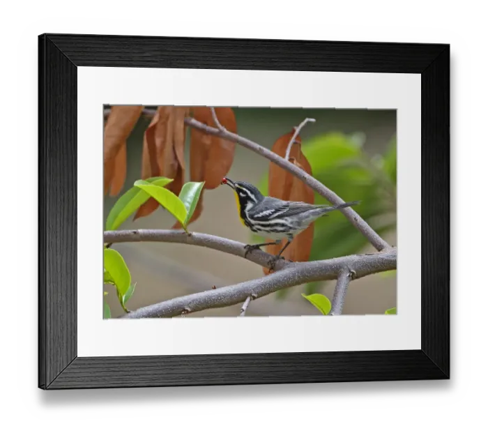 Framed Print : Yellow-throated Warbler (Setophaga dominica) adult, with beetle prey in beak, perched on branch, Cayo Coco Framed Print : Yellow-throated Warbler (Setophaga dominica) adult, with beetle prey in beak, perched on branch, Cayo Coco