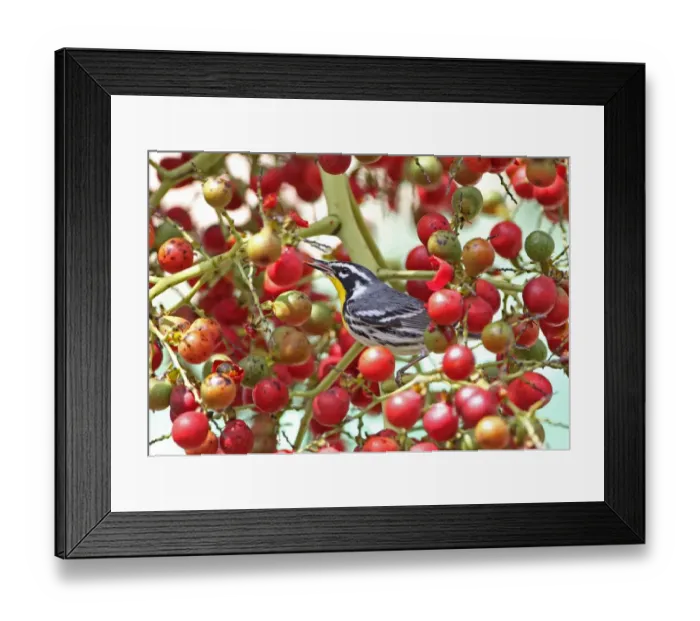 Framed Print : Yellow-throated Warbler (Setophaga dominica) adult, feeding in fruiting tree, Cayo Coco, Jardines del Rey Framed Print : Yellow-throated Warbler (Setophaga dominica) adult, feeding in fruiting tree, Cayo Coco, Jardines del Rey