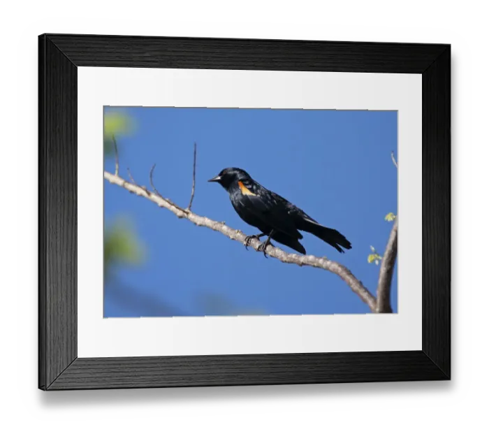 Framed Print : Tawny-shouldered Blackbird (Agelaius humeralis) adult male, perched on twig, La Belen, Camaguey Province, Cuba, March Framed Print : Tawny-shouldered Blackbird (Agelaius humeralis) adult male, perched on twig, La Belen, Camaguey Province, Cuba, March