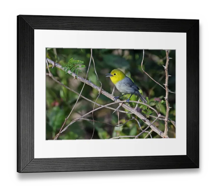 Framed Print : Yellow-headed Warbler (Teretistris fernandinae) adult male, singing, perched on twigs, Zapata Peninsula Framed Print : Yellow-headed Warbler (Teretistris fernandinae) adult male, singing, perched on twigs, Zapata Peninsula