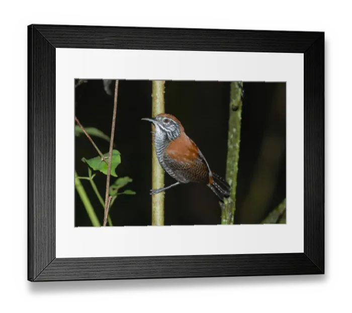 Framed Print : Riverside Wren (Cantorchilus semibadius) adult, perched on stem in primary rainforest, Corcovado N. P Framed Print : Riverside Wren (Cantorchilus semibadius) adult, perched on stem in primary rainforest, Corcovado N. P