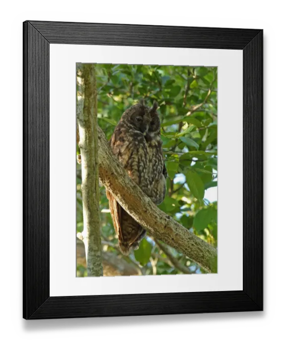 Framed Print : Stygian Owl (Asio stygius siguapa) adult, roosting in tree, Zapata Peninsula, Matanzas Province, Cuba, March Framed Print : Stygian Owl (Asio stygius siguapa) adult, roosting in tree, Zapata Peninsula, Matanzas Province, Cuba, March