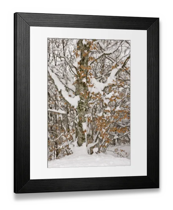 Framed Print : Common Beech (Fagus sylvatica) close-up of trunk and branches, covered in snow, Puerto de San Glorio, Picos de Europa Framed Print : Common Beech (Fagus sylvatica) close-up of trunk and branches, covered in snow, Puerto de San Glorio, Picos de Europa