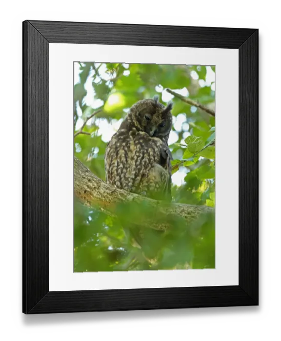 Framed Print : Stygian Owl (Asio stygius siguapa) adult, roosting in tree, Zapata Peninsula, Matanzas Province, Cuba, March Framed Print : Stygian Owl (Asio stygius siguapa) adult, roosting in tree, Zapata Peninsula, Matanzas Province, Cuba, March