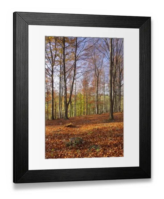 Framed Print : Common Beech (Fagus sylvatica) woodland habitat with leaf litter, Fairburn, West Yorkshire, England, November Framed Print : Common Beech (Fagus sylvatica) woodland habitat with leaf litter, Fairburn, West Yorkshire, England, November