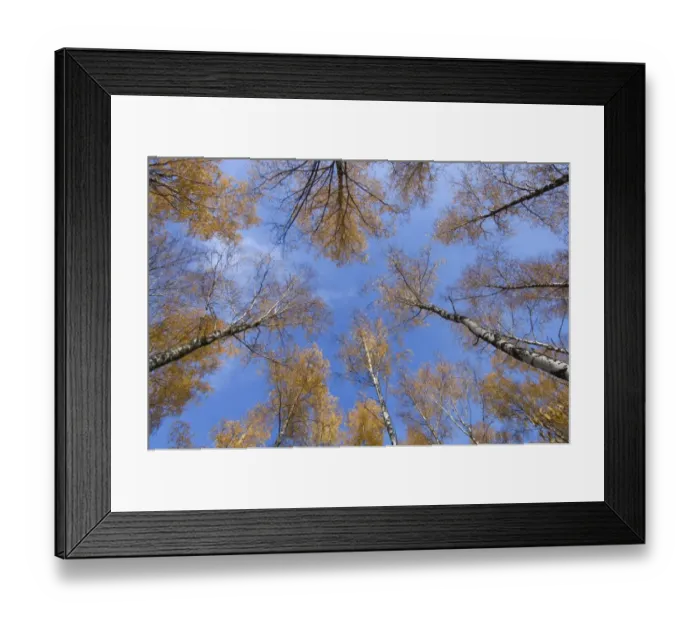 Framed Print : Silver Birch (Betula pendula) forest canopy, leaves in autumn colour, Sweden Framed Print : Silver Birch (Betula pendula) forest canopy, leaves in autumn colour, Sweden