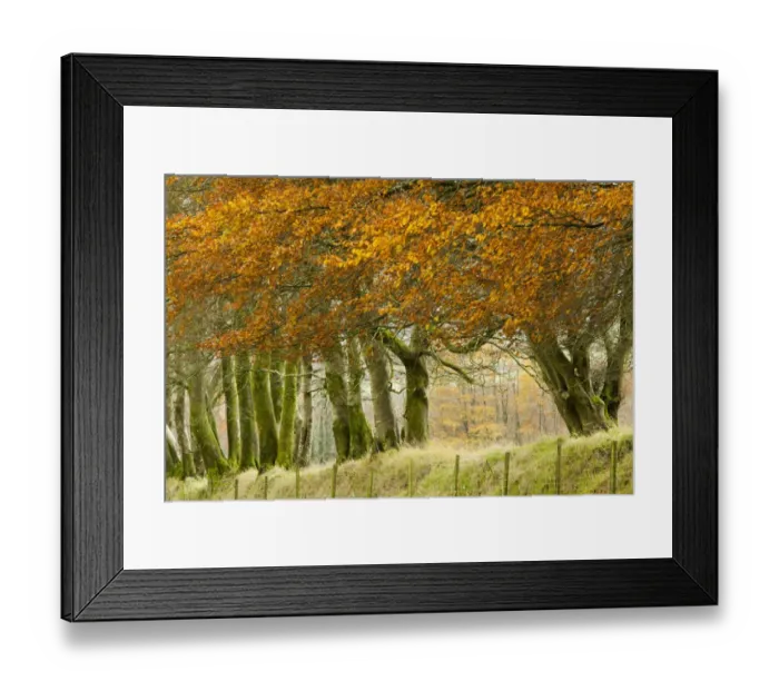 Framed Print : Common Beech (Fagus sylvatica) mature trees with leaves in autumn colour, row growing on top of old stone wall forming Framed Print : Common Beech (Fagus sylvatica) mature trees with leaves in autumn colour, row growing on top of old stone wall forming
