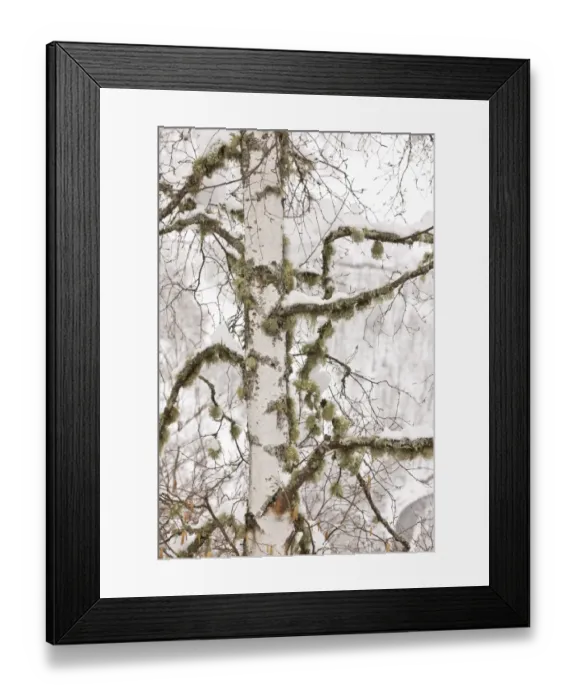 Framed Print : Silver Birch (Betula pendula) close-up of trunk and branches with lichens, covered with snow, Picos de Europa