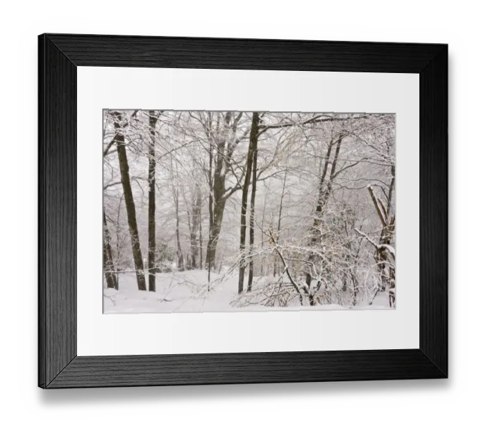 Framed Print : Common Beech (Fagus sylvatica) forest habitat in snow, below Col de Port, Ariege Pyrenees, Midi-Pyrenees, France, March Framed Print : Common Beech (Fagus sylvatica) forest habitat in snow, below Col de Port, Ariege Pyrenees, Midi-Pyrenees, France, March