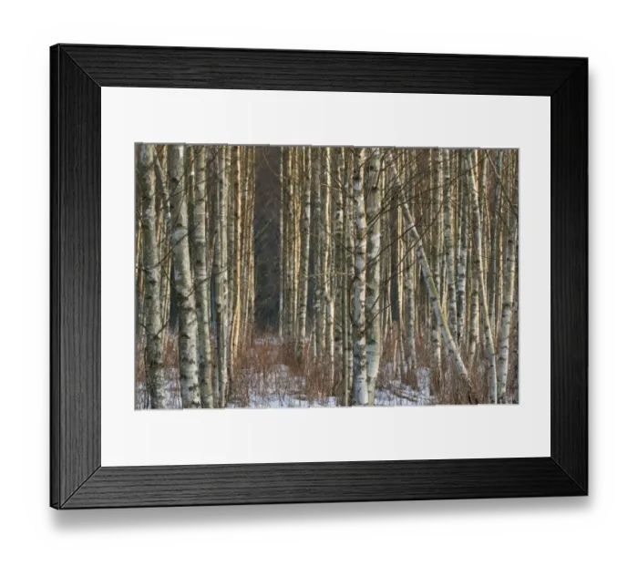 Framed Print : Silver Birch (Betula pendula) snow covered plantation, in late afternoon sunlight, Bialowieza N. P Framed Print : Silver Birch (Betula pendula) snow covered plantation, in late afternoon sunlight, Bialowieza N. P