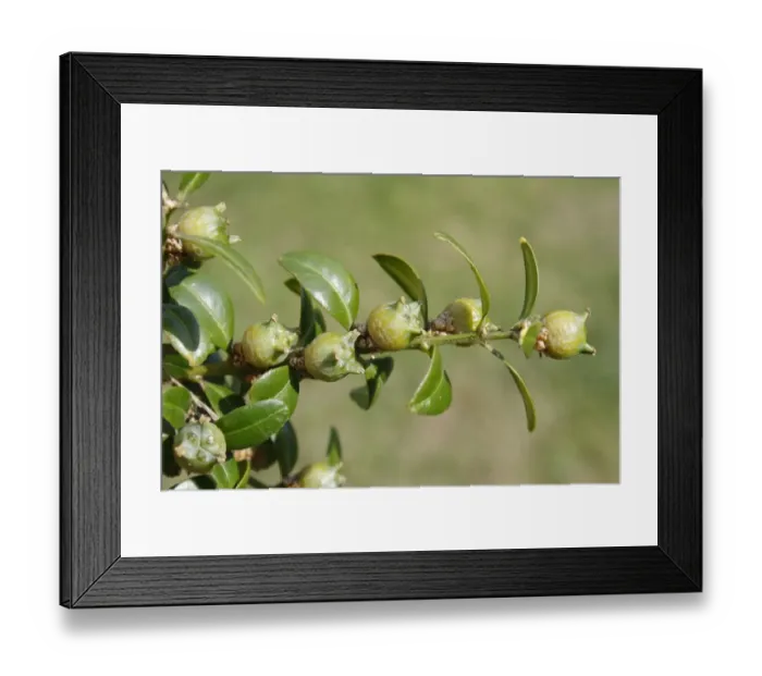 Framed Print : Box (Buxus sempervirens) close-up of fruit and leaves, in garden hedge, Mendlesham, Suffolk, England, August