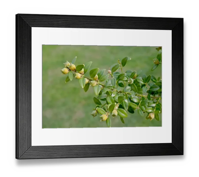 Framed Print : Box (Buxus sempervirens) close-up of fruit and leaves, in garden hedge, Mendlesham, Suffolk, England, August Framed Print : Box (Buxus sempervirens) close-up of fruit and leaves, in garden hedge, Mendlesham, Suffolk, England, August