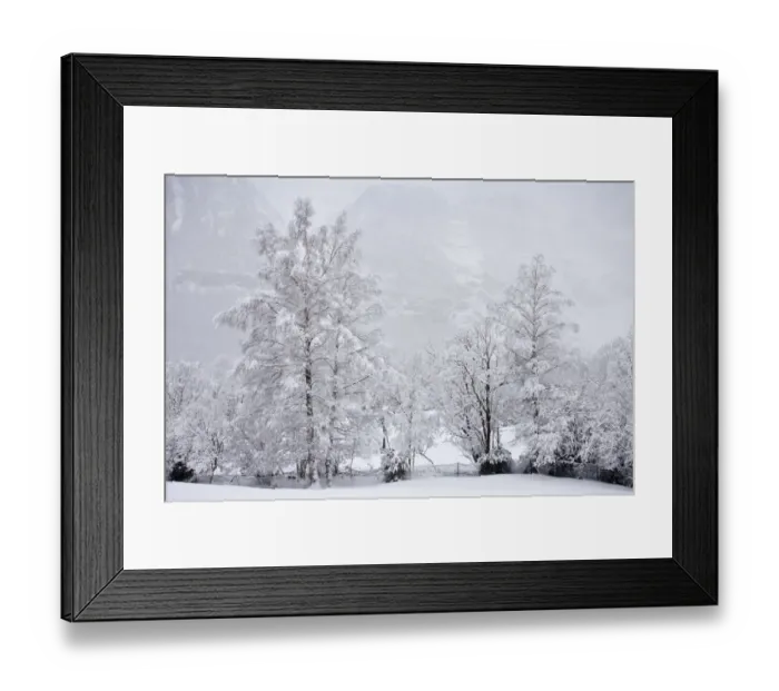 Framed Print : Silver Birch (Betula pendula) habit, covered with snow in valley, Pyrenees, Spain, March Framed Print : Silver Birch (Betula pendula) habit, covered with snow in valley, Pyrenees, Spain, March