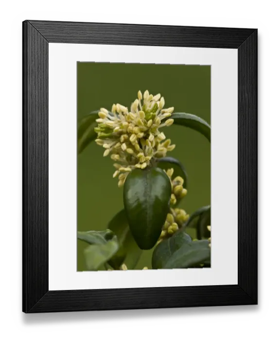Framed Print : Box (Buxus sempervirens) close-up of male flowers with large stamens Framed Print : Box (Buxus sempervirens) close-up of male flowers with large stamens