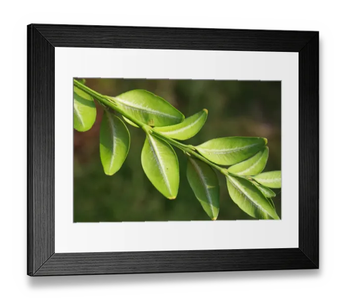 Framed Print : Box (Buxus sempervirens) close-up of leaves underside and buds, in garden, Suffolk, England, September Framed Print : Box (Buxus sempervirens) close-up of leaves underside and buds, in garden, Suffolk, England, September