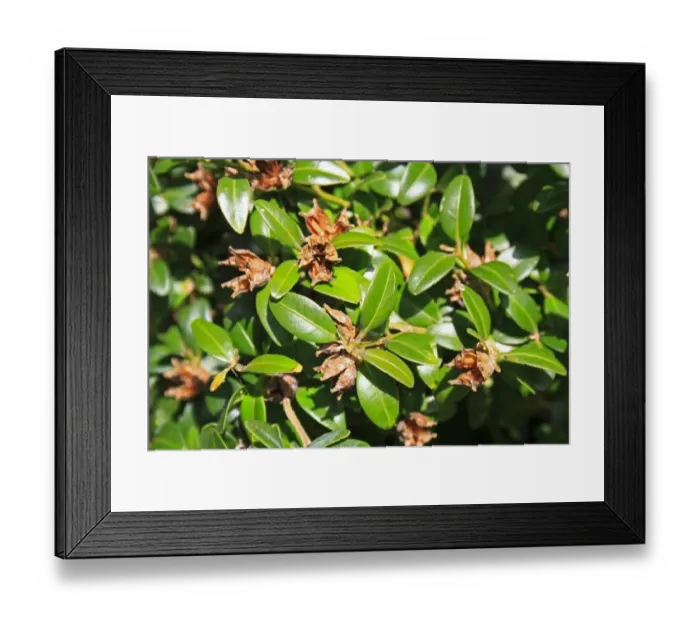 Framed Print : Box (Buxus sempervirens) close-up of fruit with open capsules, in garden hedge, Suffolk, England, September