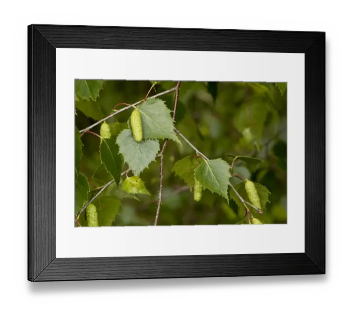 Framed Print : Silver Birch (Betula pendula) close-up of male catkins and leaves, Dorset, England, June Framed Print : Silver Birch (Betula pendula) close-up of male catkins and leaves, Dorset, England, June