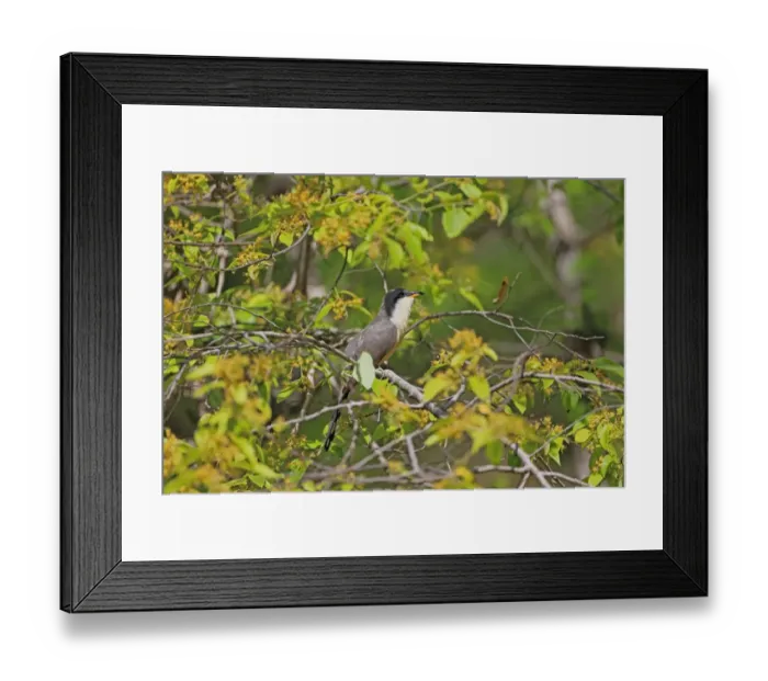 Framed Print : Mangrove Cuckoo (Coccyzus minor) adult, perched in flowering tree, Tobago, Trinidad and Tobago, May Framed Print : Mangrove Cuckoo (Coccyzus minor) adult, perched in flowering tree, Tobago, Trinidad and Tobago, May