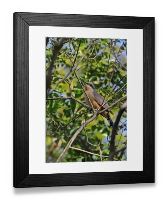 Framed Print : Mangrove Cuckoo (Coccyzus minor) adult, perched on branch, Botanical Gardens, Santo Domingo, Dominican Republic Framed Print : Mangrove Cuckoo (Coccyzus minor) adult, perched on branch, Botanical Gardens, Santo Domingo, Dominican Republic
