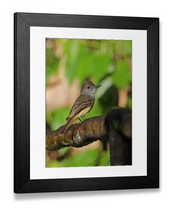 Framed Print : Lesser Antillean Flycatcher (Myiarchus oberi sanctaeluciae) adult, perched on fence, Fond Doux Plantation, St Framed Print : Lesser Antillean Flycatcher (Myiarchus oberi sanctaeluciae) adult, perched on fence, Fond Doux Plantation, St