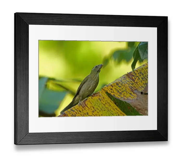 Framed Print : Lesser Antillean Saltator (Saltator albicollis albicollis) adult, perched on leaf, Praslin, St Framed Print : Lesser Antillean Saltator (Saltator albicollis albicollis) adult, perched on leaf, Praslin, St