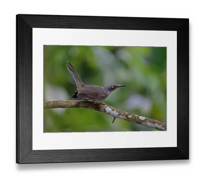 Framed Print : Grey Trembler (Cinclocerthia gutturalis machrorhyncha) adult, perched on branch with tail cocked, Fond Doux Plantation Framed Print : Grey Trembler (Cinclocerthia gutturalis machrorhyncha) adult, perched on branch with tail cocked, Fond Doux Plantation