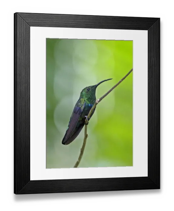 Framed Print : Green-throated Carib (Eulampis holosericeus holosericeus) adult, perched on twig, Fond Doux Plantation, St Framed Print : Green-throated Carib (Eulampis holosericeus holosericeus) adult, perched on twig, Fond Doux Plantation, St