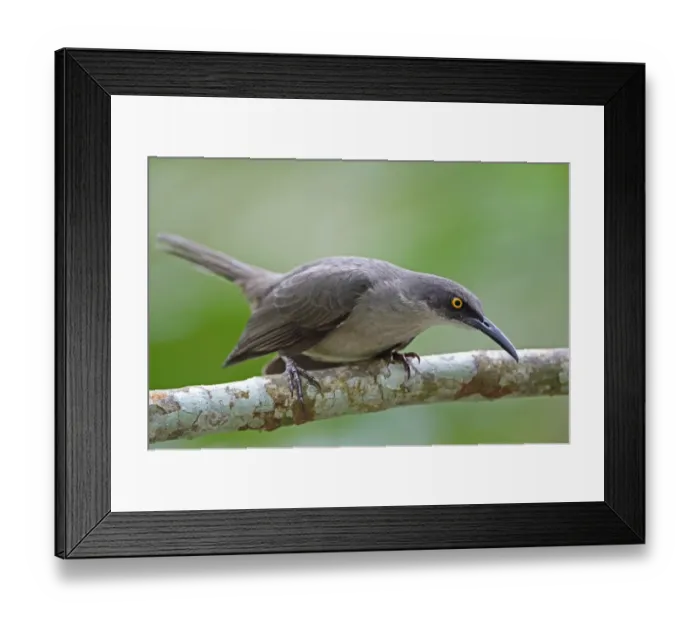 Framed Print : Grey Trembler (Cinclocerthia gutturalis machrorhyncha) adult, perched on branch, Fond Doux Plantation, St