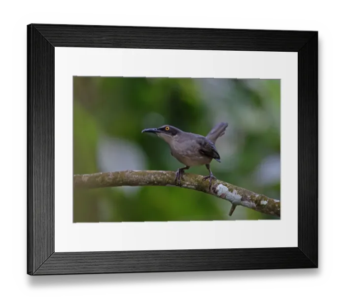 Framed Print : Grey Trembler (Cinclocerthia gutturalis machrorhyncha) adult, perched on branch, Fond Doux Plantation, St Framed Print : Grey Trembler (Cinclocerthia gutturalis machrorhyncha) adult, perched on branch, Fond Doux Plantation, St