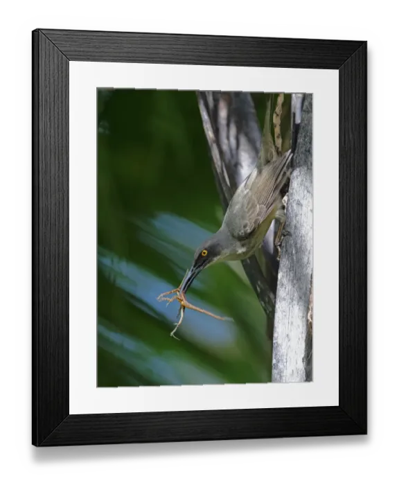 Framed Print : Grey Trembler (Cinclocerthia gutturalis machrorhyncha) adult, with lizard prey in beak, clinging to tree trunk Framed Print : Grey Trembler (Cinclocerthia gutturalis machrorhyncha) adult, with lizard prey in beak, clinging to tree trunk