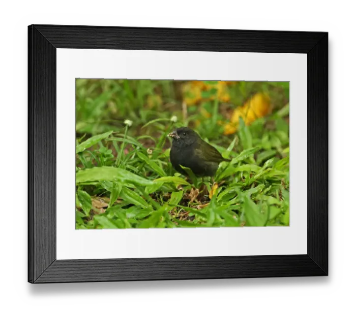 Framed Print : Black-faced Grassquit (Tiaris bicolor omissus) adult male, feeding on weed flowers on ground, Fond Doux Plantation, St Framed Print : Black-faced Grassquit (Tiaris bicolor omissus) adult male, feeding on weed flowers on ground, Fond Doux Plantation, St