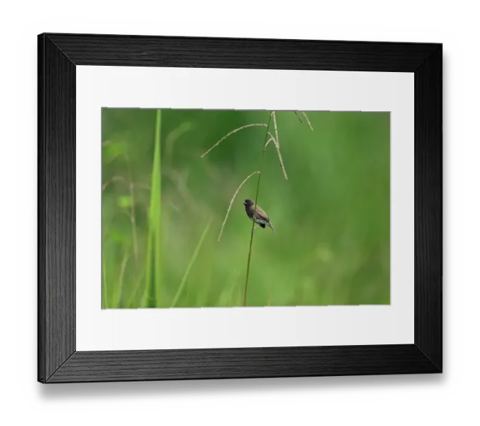 Framed Print : Black-faced Grassquit (Tiaris bicolor) adult male, perched on stem, Tobago, Trinidad and Tobago, May Framed Print : Black-faced Grassquit (Tiaris bicolor) adult male, perched on stem, Tobago, Trinidad and Tobago, May