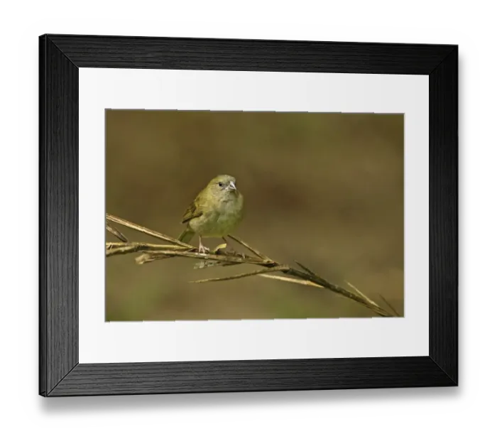 Framed Print : Black-faced Grassquit (Tiaris bicolor omissus) adult female, perched on stem, Fond Doux Plantation, St Framed Print : Black-faced Grassquit (Tiaris bicolor omissus) adult female, perched on stem, Fond Doux Plantation, St