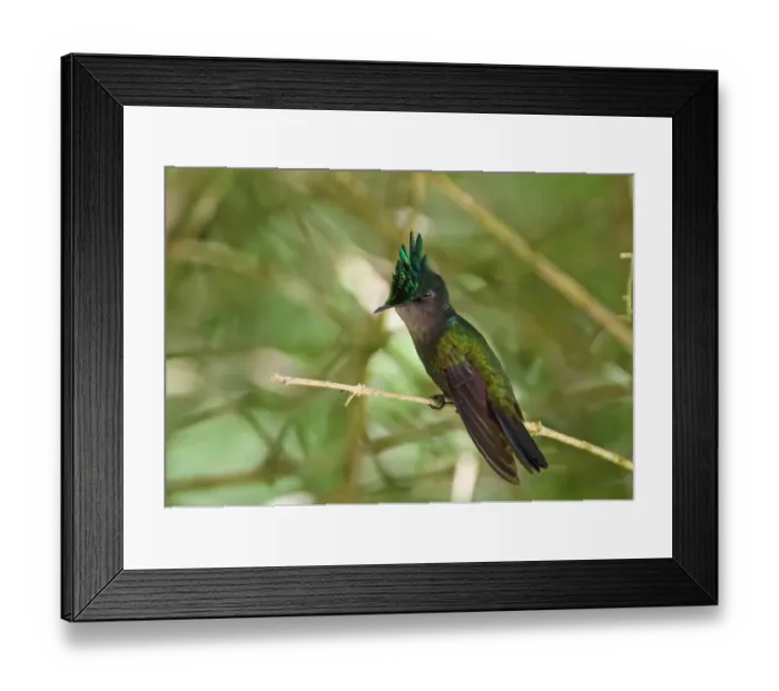 Framed Print : Antillean Crested Hummingbird (Orthorhyncus cristatus exilis) adult male, with crest raised, perched on twig Framed Print : Antillean Crested Hummingbird (Orthorhyncus cristatus exilis) adult male, with crest raised, perched on twig