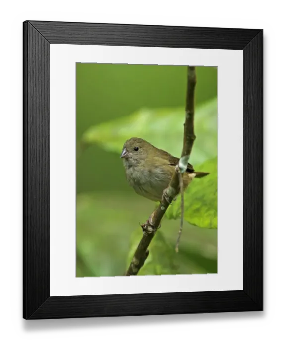 Framed Print : Black-faced Grassquit (Tiaris bicolor omissus) adult female, perched on branch, Fond Doux Plantation, St Framed Print : Black-faced Grassquit (Tiaris bicolor omissus) adult female, perched on branch, Fond Doux Plantation, St
