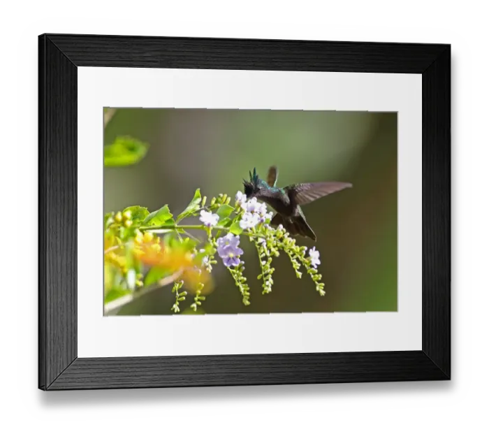 Framed Print : Antillean Crested Hummingbird (Orthorhyncus cristatus exilis) adult male, in flight, feeding at flowers