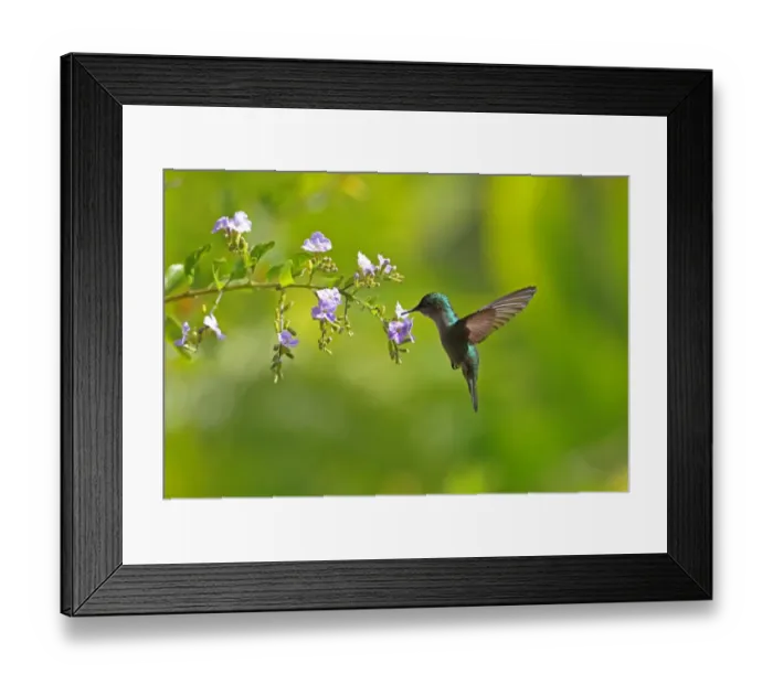 Framed Print : Antillean Crested Hummingbird (Orthorhyncus cristatus exilis) adult female, in flight, feeding at flowers Framed Print : Antillean Crested Hummingbird (Orthorhyncus cristatus exilis) adult female, in flight, feeding at flowers
