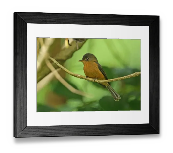 Framed Print : Saint Lucia Pewee (Contopus oberi) adult, perched on twig, Fond Doux Plantation, St